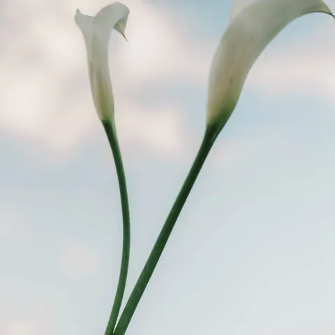 Two white calla lilies against a blue sky with clouds.