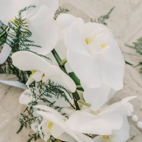 White orchids with fern leaves on a light textured background.