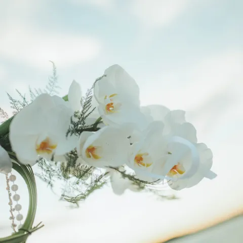 White orchids against a soft blue sky backdrop.