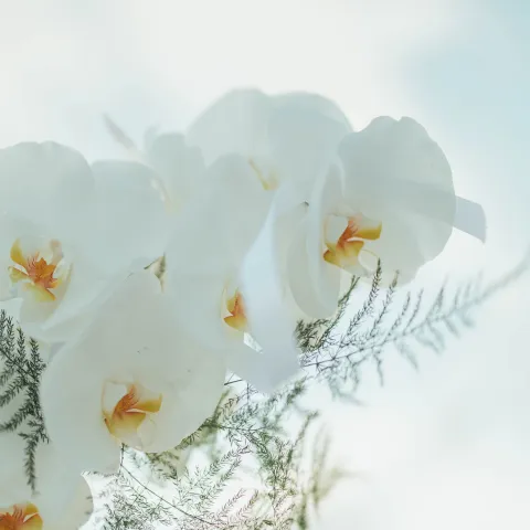 White orchids with green fern leaves against a soft blue sky.